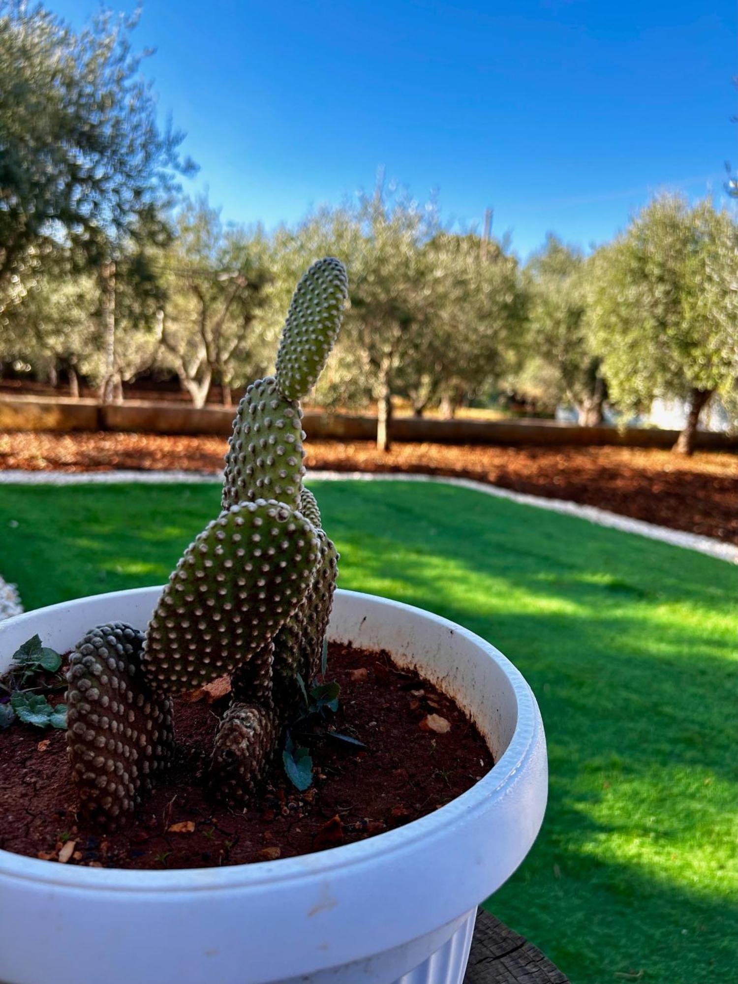Villa Amorina Ostuni Buitenkant foto